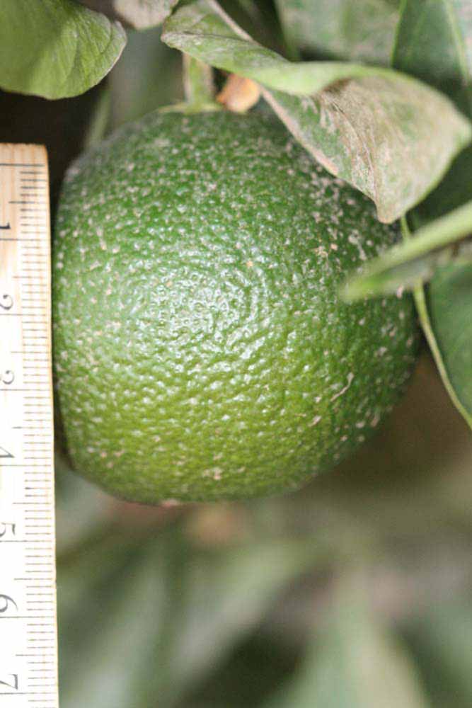            Immature fruit (Riverside, CA)   